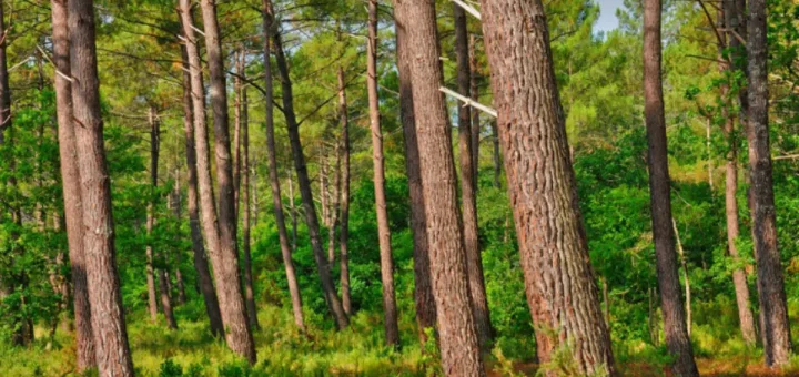 gestion forestière durable